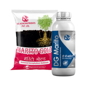 Marito / Marito Gold
